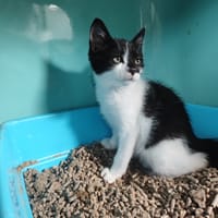 LOOPING (promis), chat à adopter
