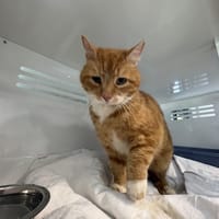 FILOU, chat à adopter