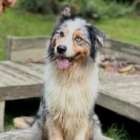 King, chien à adopter