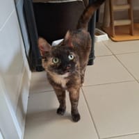 NOISETTE, chatte à adopter