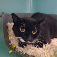 GROS MINETTE, chatte à adopter