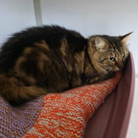 Myrtille, chatte à adopter