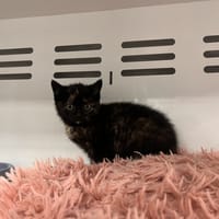 STRASS, chatte à adopter
