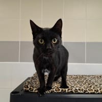 BOUNTY, chat à adopter
