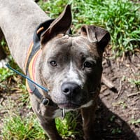 BERYL, chien à adopter