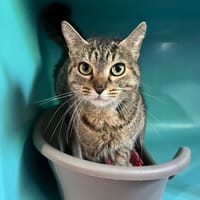 Bergamotte, chatte à adopter