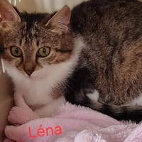 Léna, chatte à adopter
