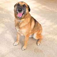ITAK, chien à adopter