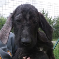 EPSILON, chien à adopter