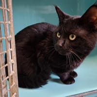 MICKAEL, chat à adopter