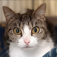 Rana, chatte à adopter