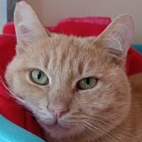 Hoplo, chat à adopter