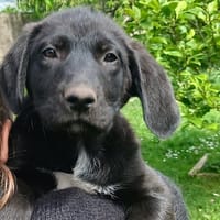 COQUELICOT QCN, chien à adopter