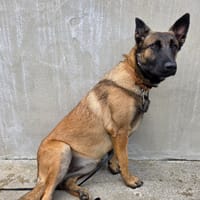 Réva, chienne à adopter