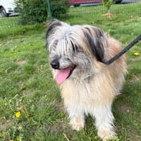ODA PAA24223, chienne à adopter