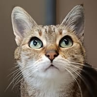 Sahona, chatte à adopter