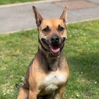 Arrow CAA15286, chien à adopter