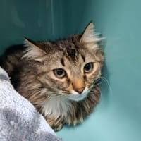 YAKARI, chat à adopter