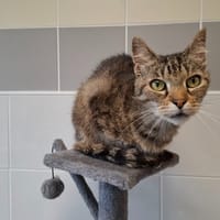 FRIPOUILLE, chatte à adopter