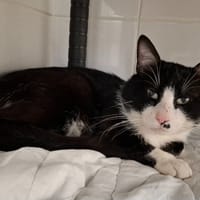 LOULOU, chat à adopter