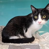 TOPO, chat à adopter