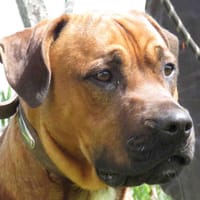 USHER, chien à adopter