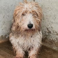 NUBA, chien à adopter