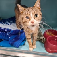 FRANCIS, chat à adopter