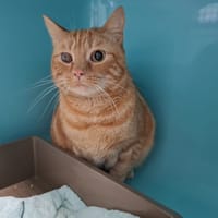 ARTHUR, chat à adopter