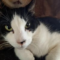 TAO, chat à adopter