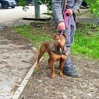 BUENO OAA20037, chienne à adopter