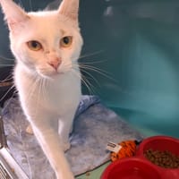 COPITO, chat à adopter