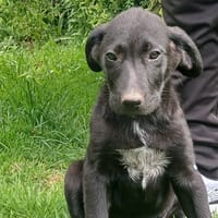 MYOSOTIS QCN, chien à adopter