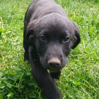 CROCUS QCN, chien à adopter