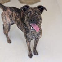 OVA, chienne à adopter