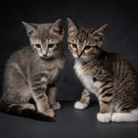 TAGE CHA, chatte à adopter