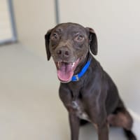 PHEBUS, chien à adopter