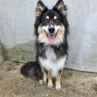 Athos, chien à adopter