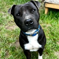 Michel, chien à adopter