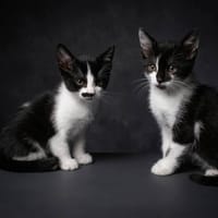 MAGDALENA CHA, chatte à adopter