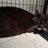 FELIX, chat à adopter