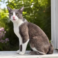 Diesel [FIV+], chat à adopter