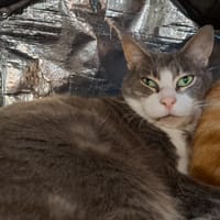 WILLY, chat à adopter