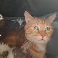 MICKEY, chat à adopter