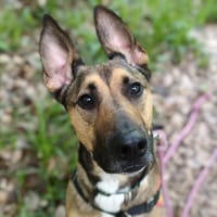 COOKIE, chien à adopter