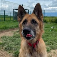 PHILOMENE, chien à adopter