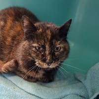 HÉLIA, chatte à adopter