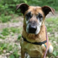ODIN, chien à adopter