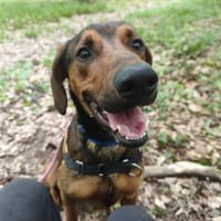 pipo, chien à adopter