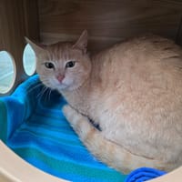 Tiramisu, chat à adopter